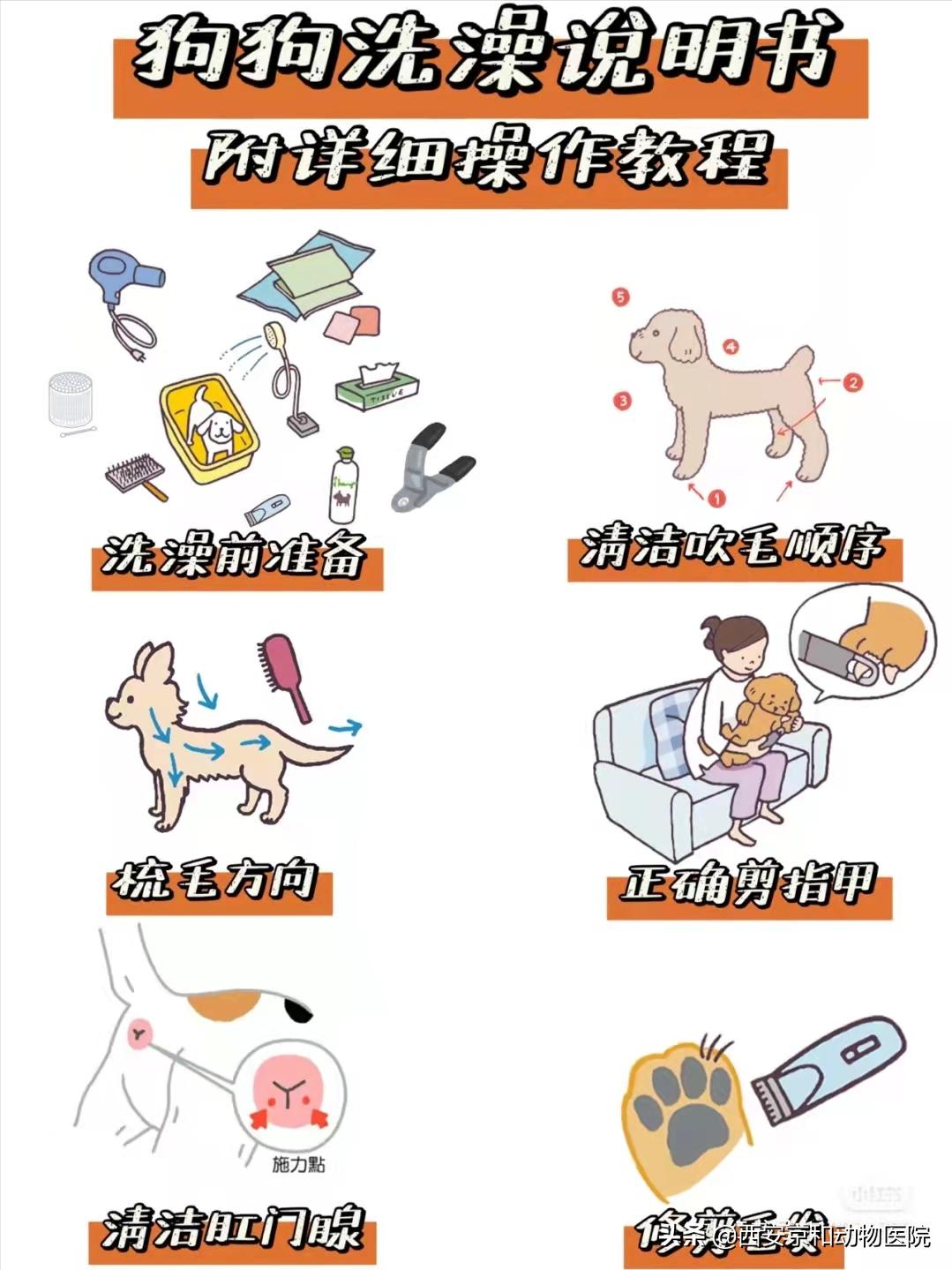 超全狗狗洗澡流程！直接抄作业照着做