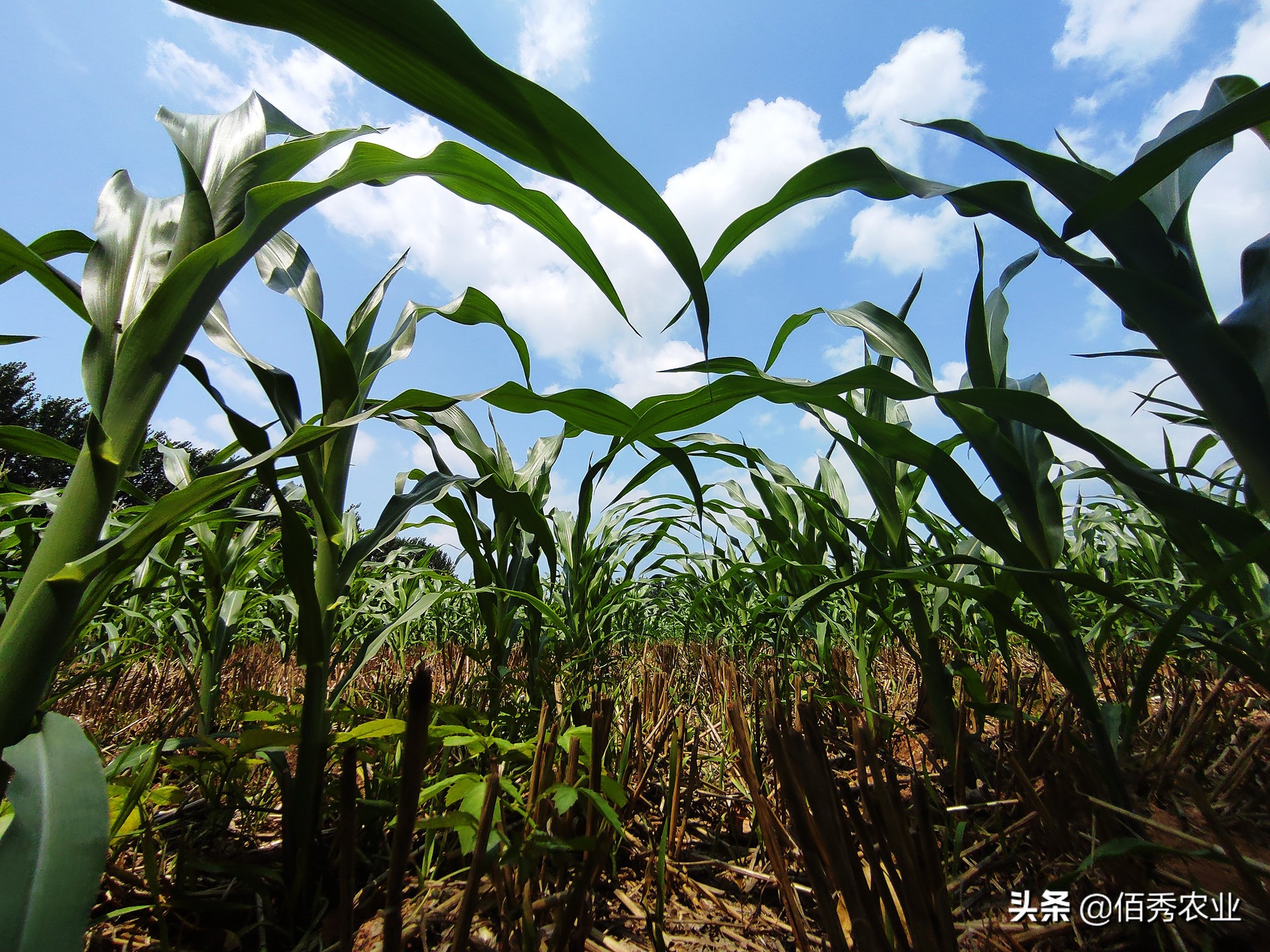农作物被毁坏怎么解决,农作物被人破坏属于什么案件