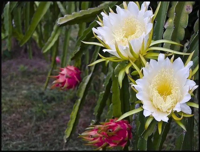 对房屋危害最大的植物,小区树木存在安全隐患