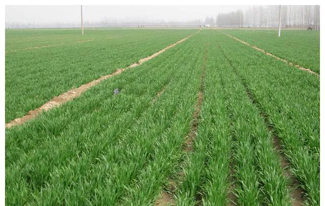 中国河北保定系列变态杀人案,保定特大杀女人案被判死刑了吗