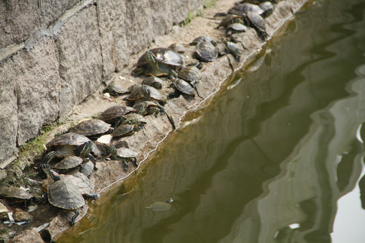 曾200元一只，农民争相养殖，如今南方泛滥