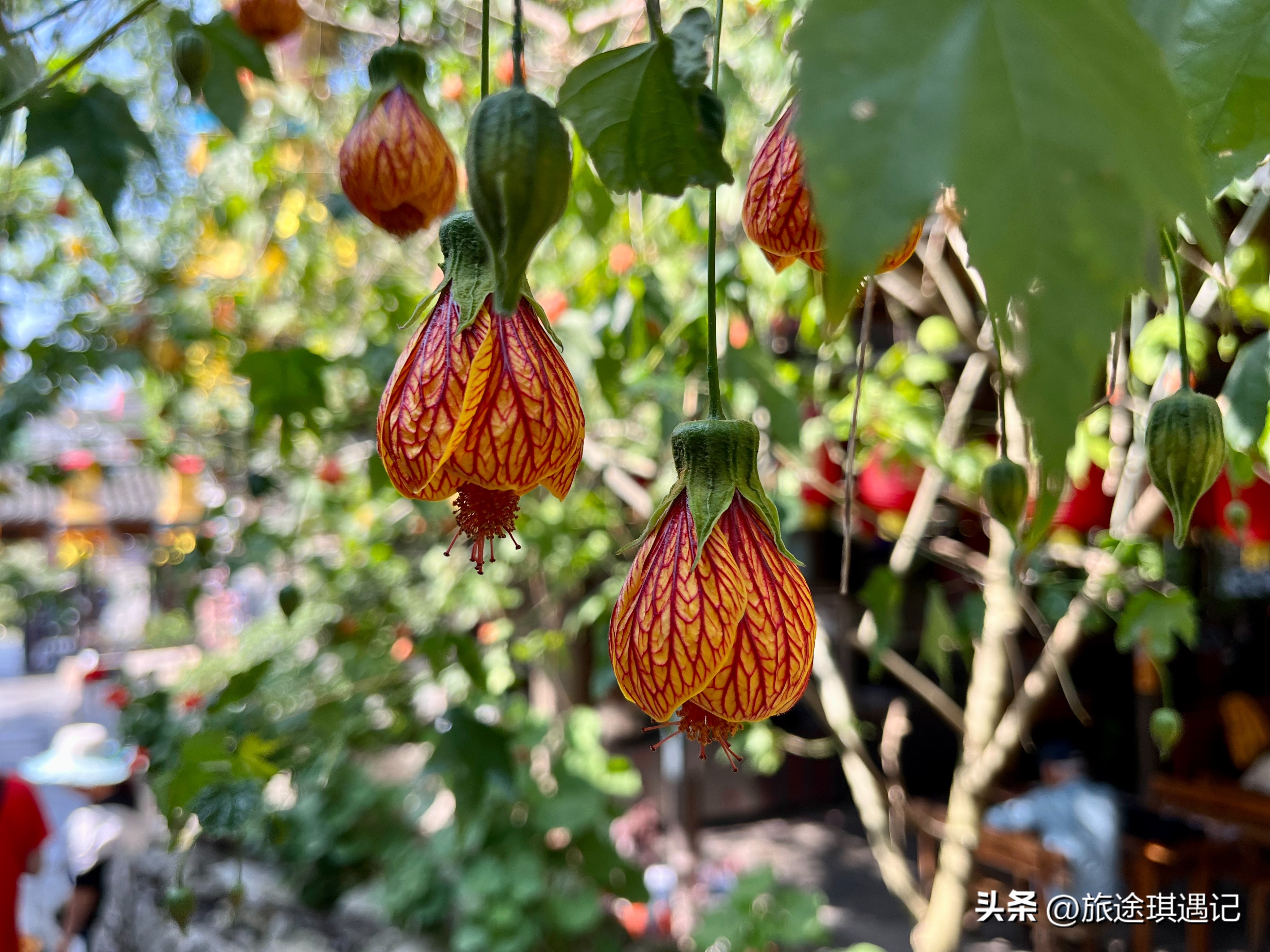 贵阳市5a级景区青岩古镇水果捞,青岩古镇附近的布依古寨