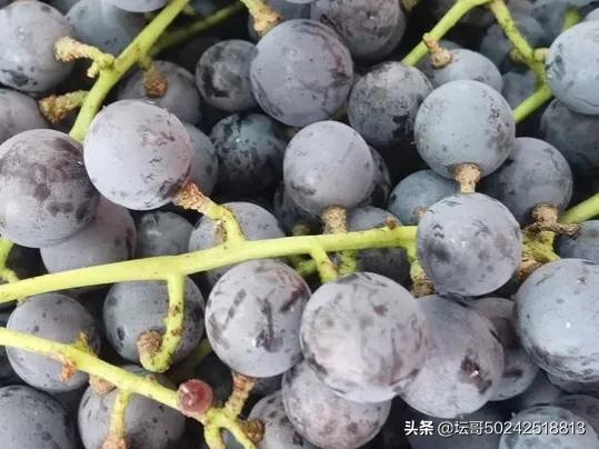 宁德市溪塔葡萄沟旅游景区,穆云乡溪塔葡萄沟