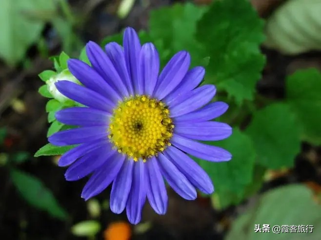 一棵菊花开出多种颜色是为什么,不同颜色的菊花都有哪些意义