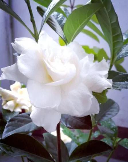 卧室净化空气有香味的植物,在卧室可以养的花好看香好养