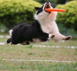 训狗基础教程狗狗咬人怎么训,训狗技巧七天训练出听话狗狗