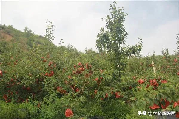 礼泉县到眉县有多少公里,陕西礼泉苹果发展历程