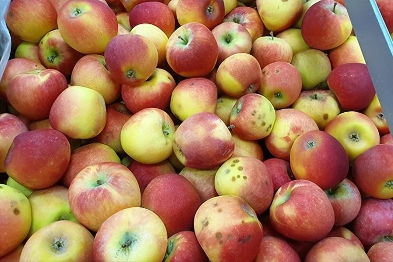 红富士苹果出口哪些国家,南非出产红富士苹果