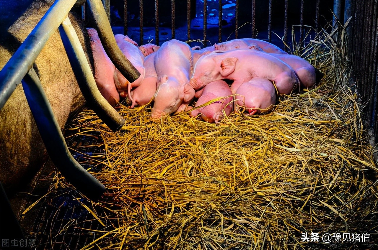 怎么进行母猪分娩舍的分批管理,养猪产房的操作流程