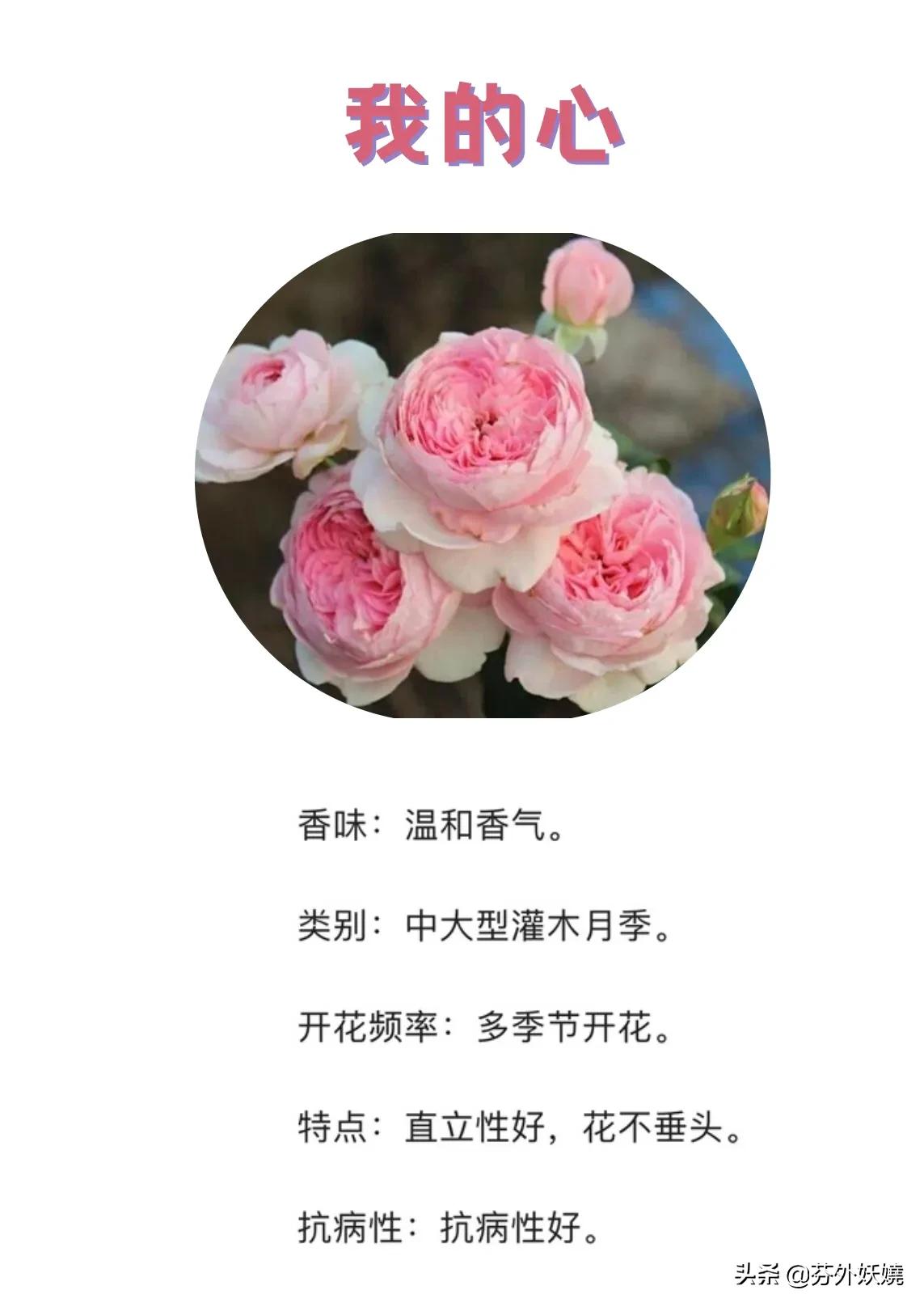 18棵月季花,月季花抗病能力强又有香味的品种