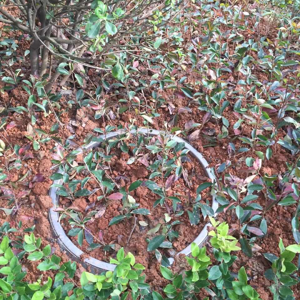 脚下那些隐藏的小惊喜，井盖也可以很美