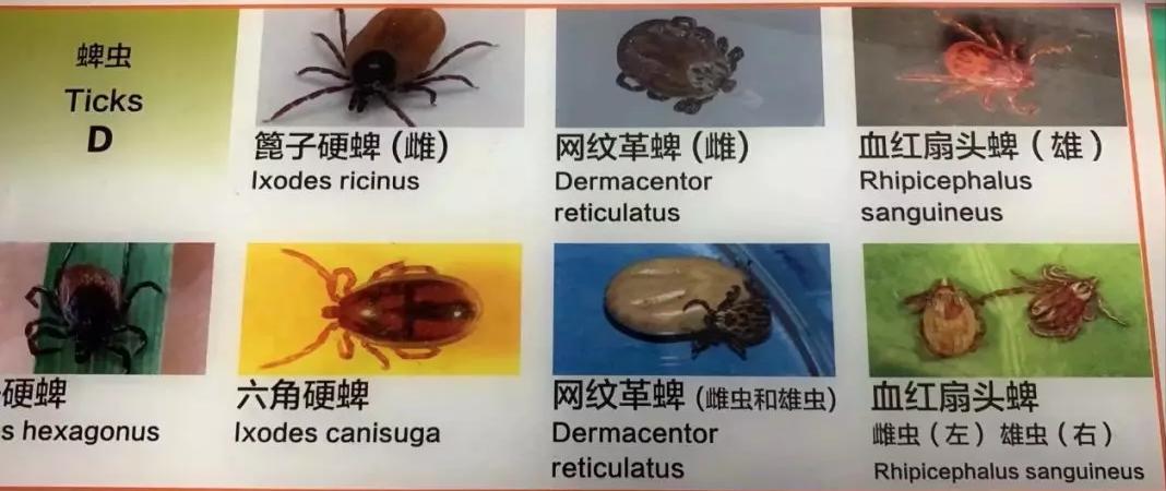 狗狗感染血虫,狗狗感染血原虫病后的临床症状