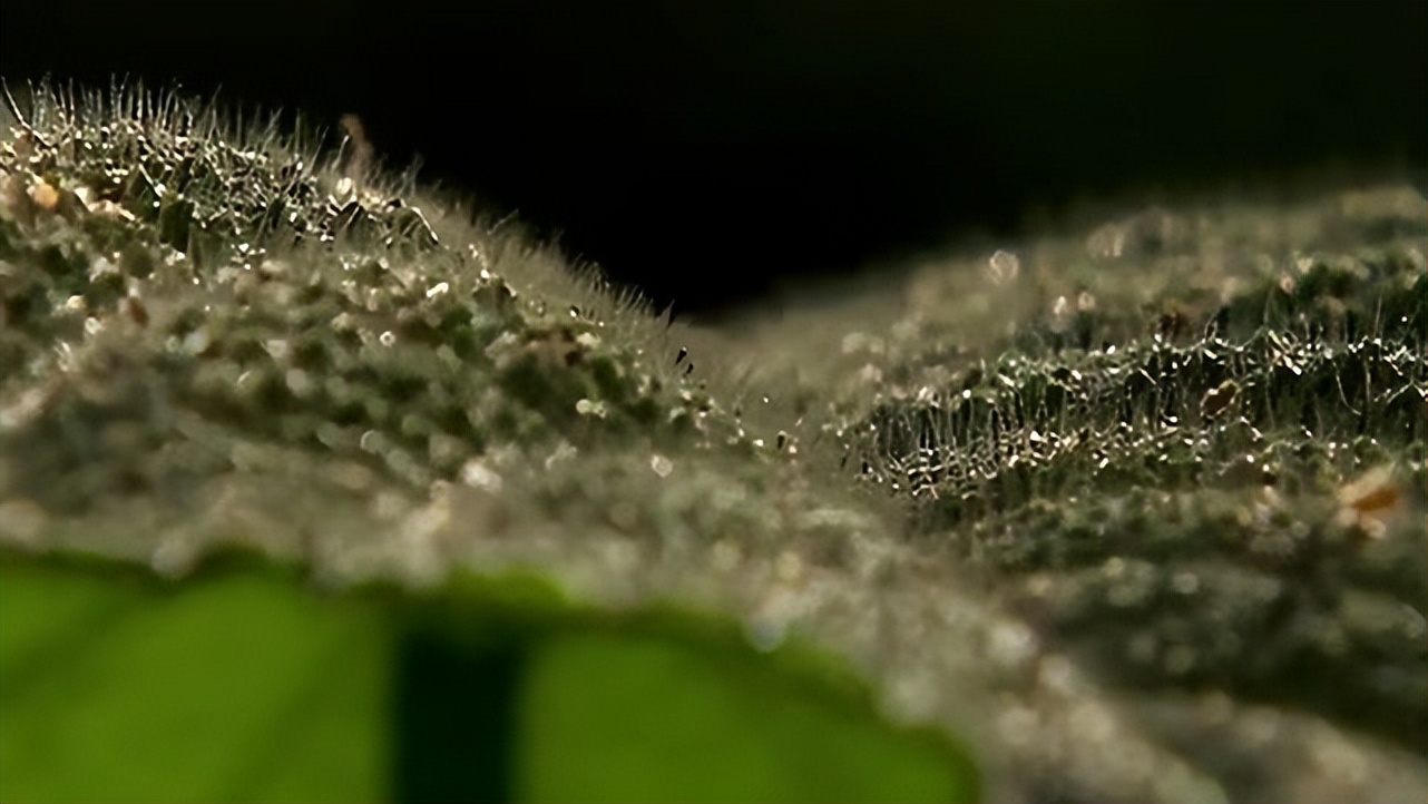 世界上最危险四棵树,地球上最危险的树木