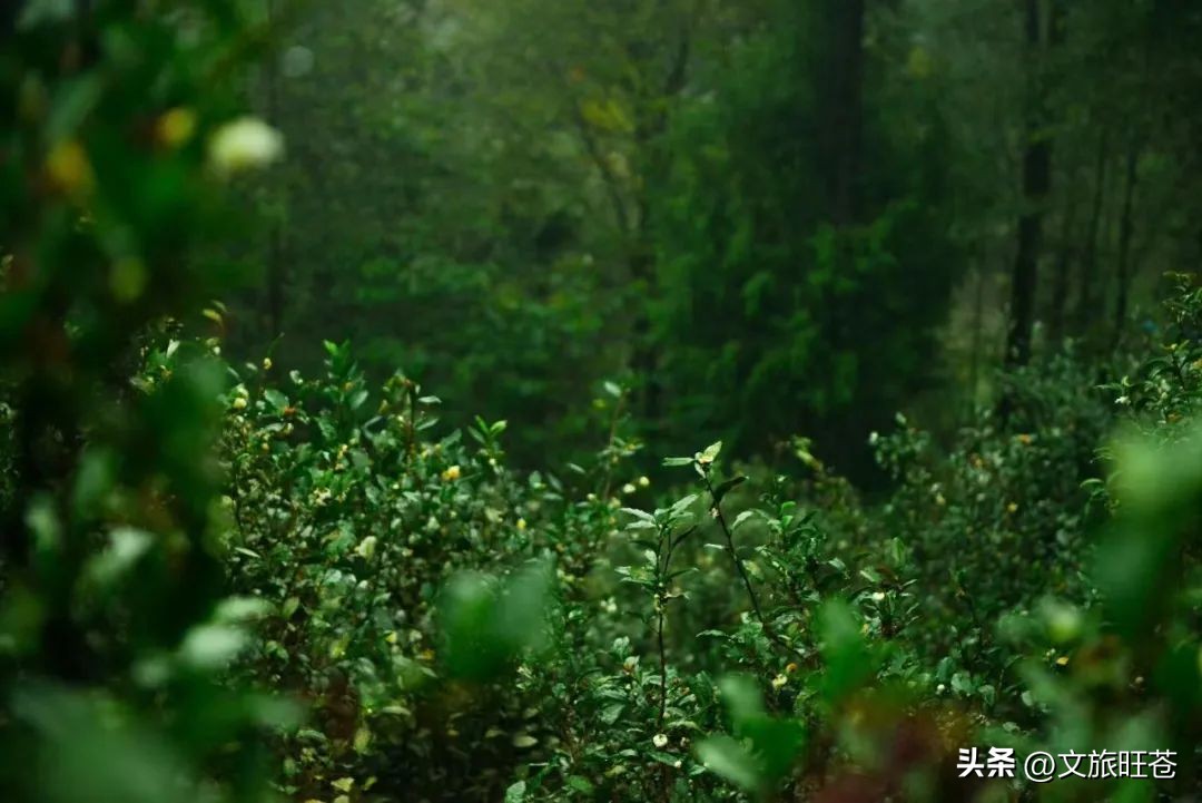 旺苍六大茶乡,个个香飘万里!看看你最熟悉哪几个?