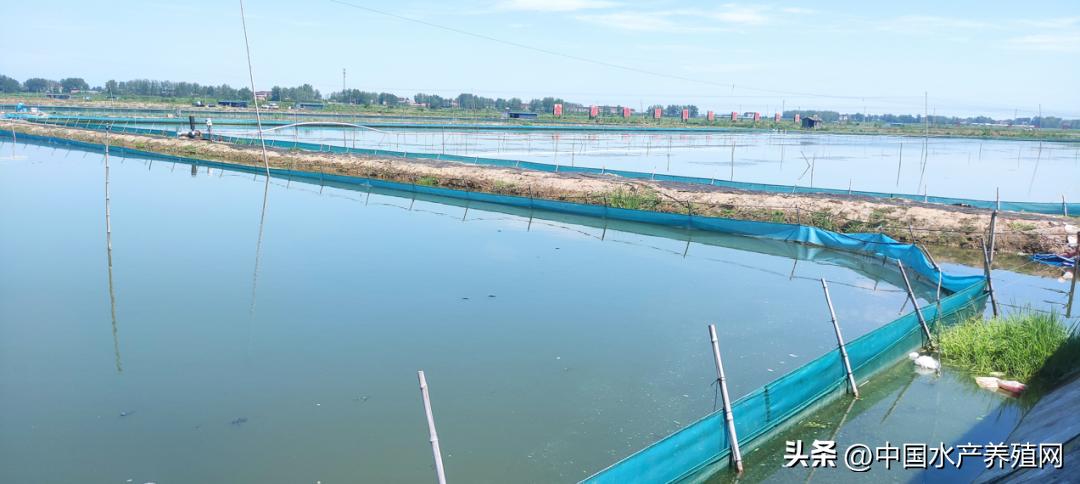 养河蟹一亩稻田一般赚多少,养300亩虾蟹正常能赚多少钱