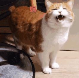 猫咪恨你入骨的6个表现,原来猫咪面对女神也这么卑微