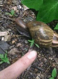 雨后出现的大蜗牛为啥不能摸,雨后出现的大蜗牛有毒吗