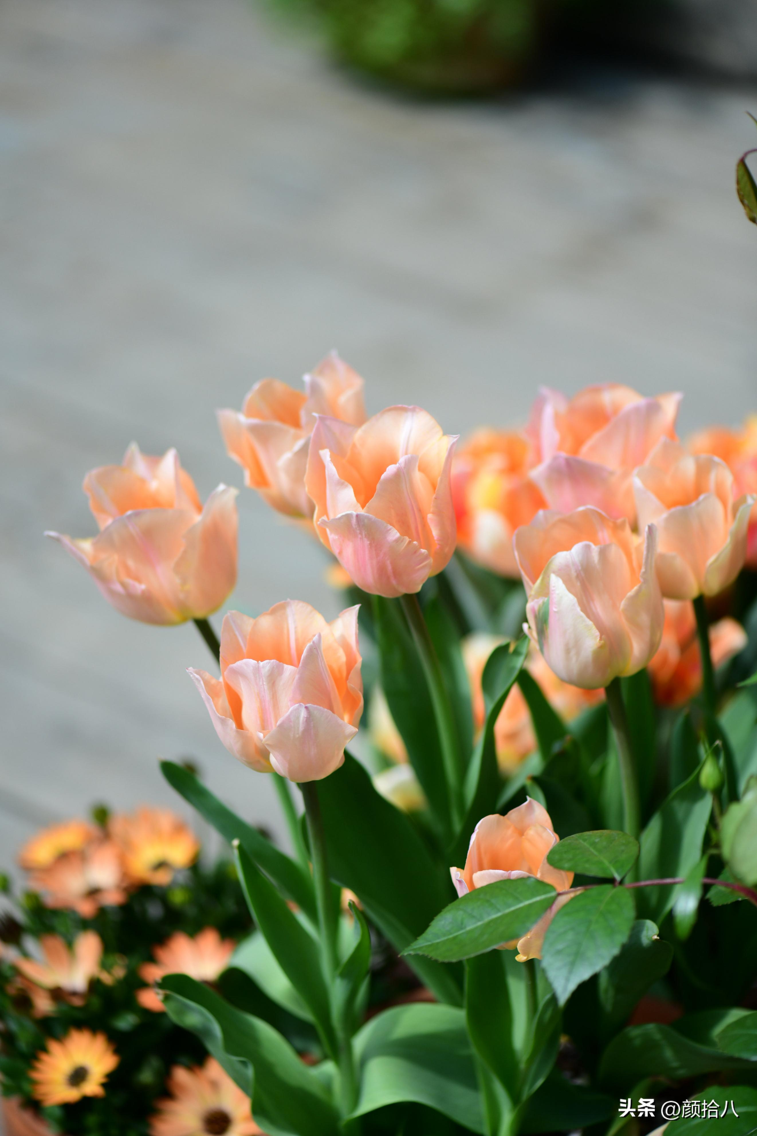 河马花园最耐阴植物,最漂亮的花园里的郁金香
