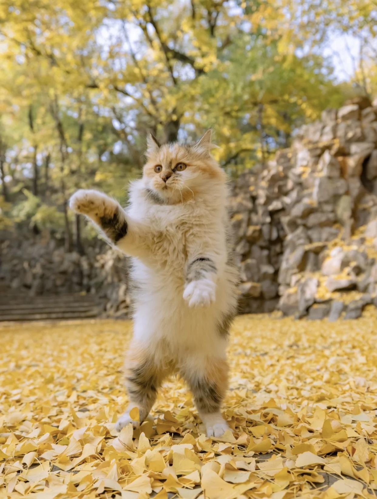 治愈系壁纸｜132张可爱小猫咪的样子