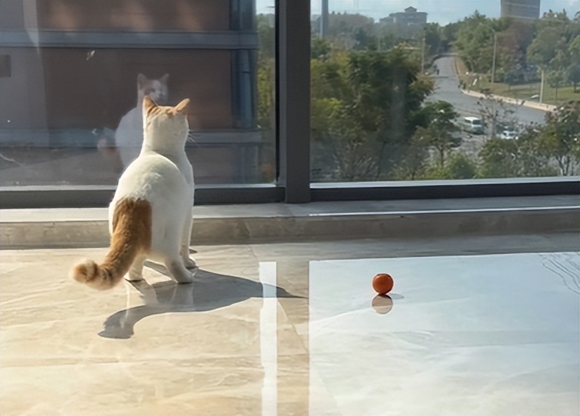 双眼失明的小猫,双目失明小猫