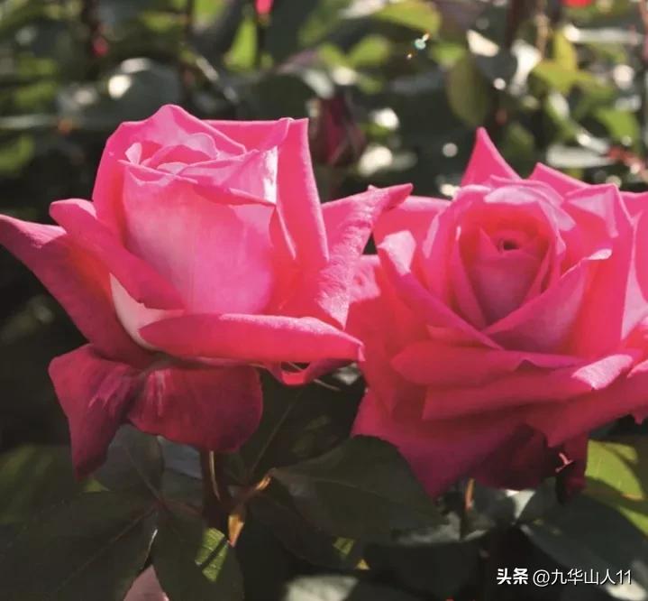 粉色爬藤月季大花浓香品种,大花多层月季花品种大全一览表