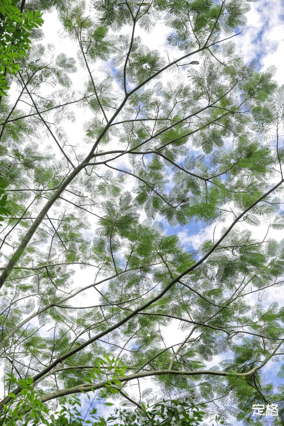 深圳百米长「纯白登山梯」，打卡绝了