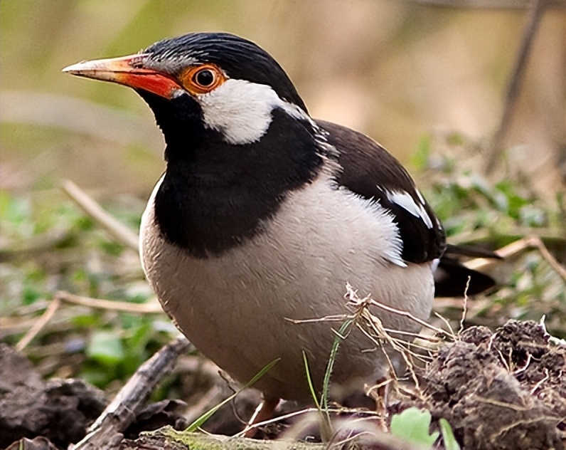50张最佳鸟类摄影作品,鸟儿大全大图