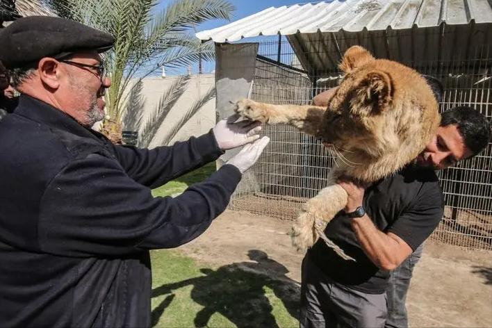 67岁老人闯入狮子园被狮子拖,男子误入狮子园狮口脱险