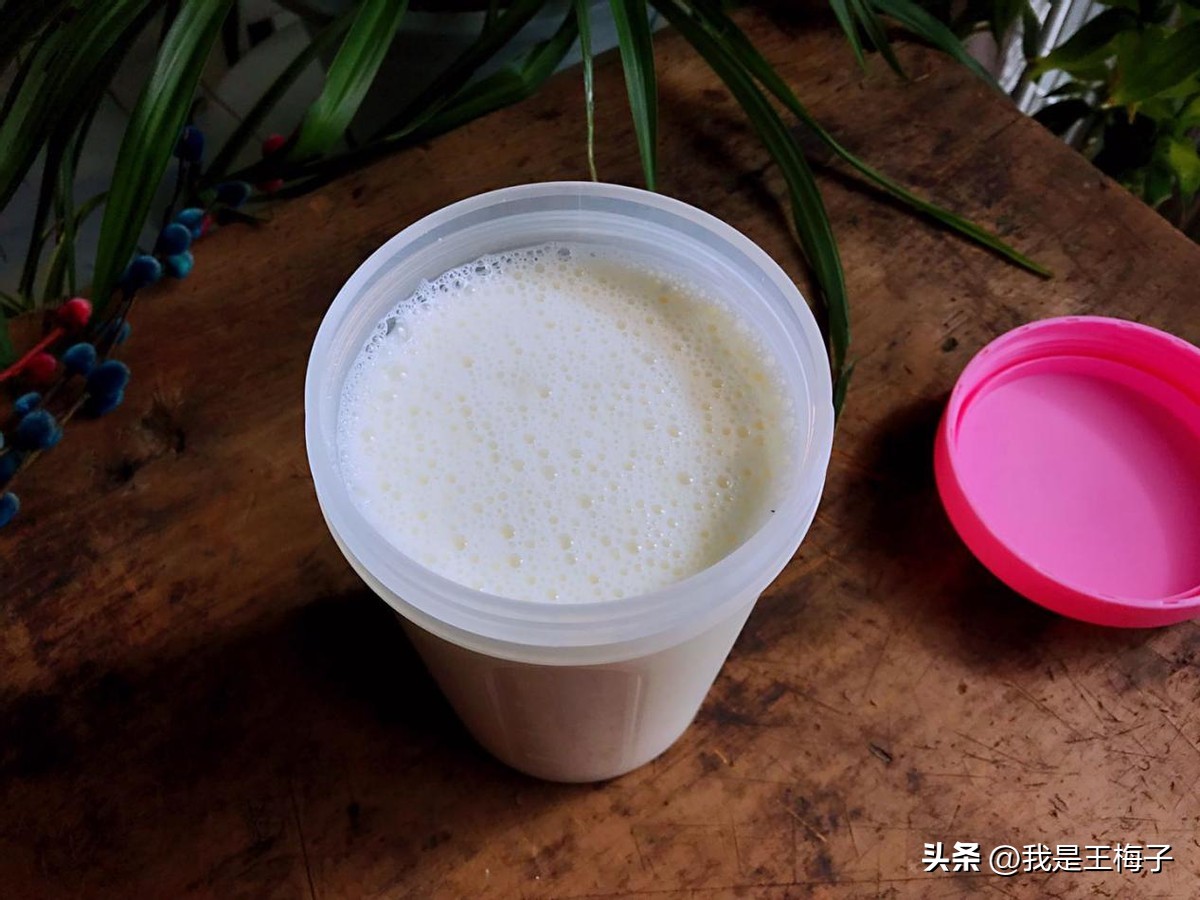 用酸奶做引子自制酸奶的家常做法,自制酸奶纯奶和酸奶的比例