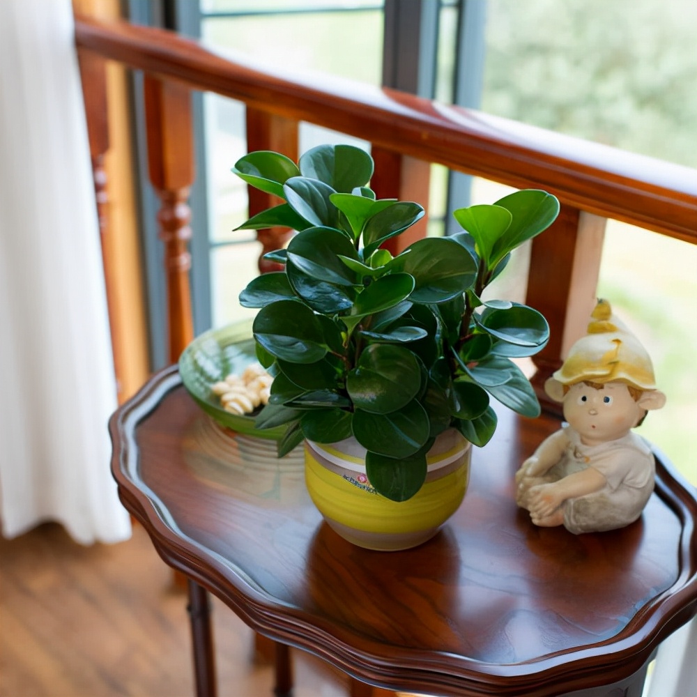 最适合室内养的六种花好养活,新手适合养的10种花花期长