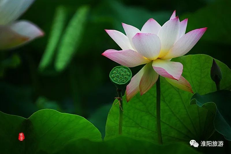 淮阳龙湖赏荷花的季节,淮阳观赏荷花的地方在哪里