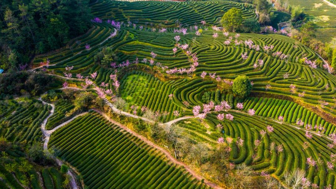 ​产业带备战春茶季，中小茶商在抖音电商应该如何发力？