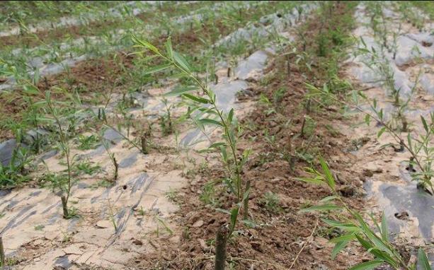 柳树七月份扦插育苗可以成活吗,柳树扦插育苗