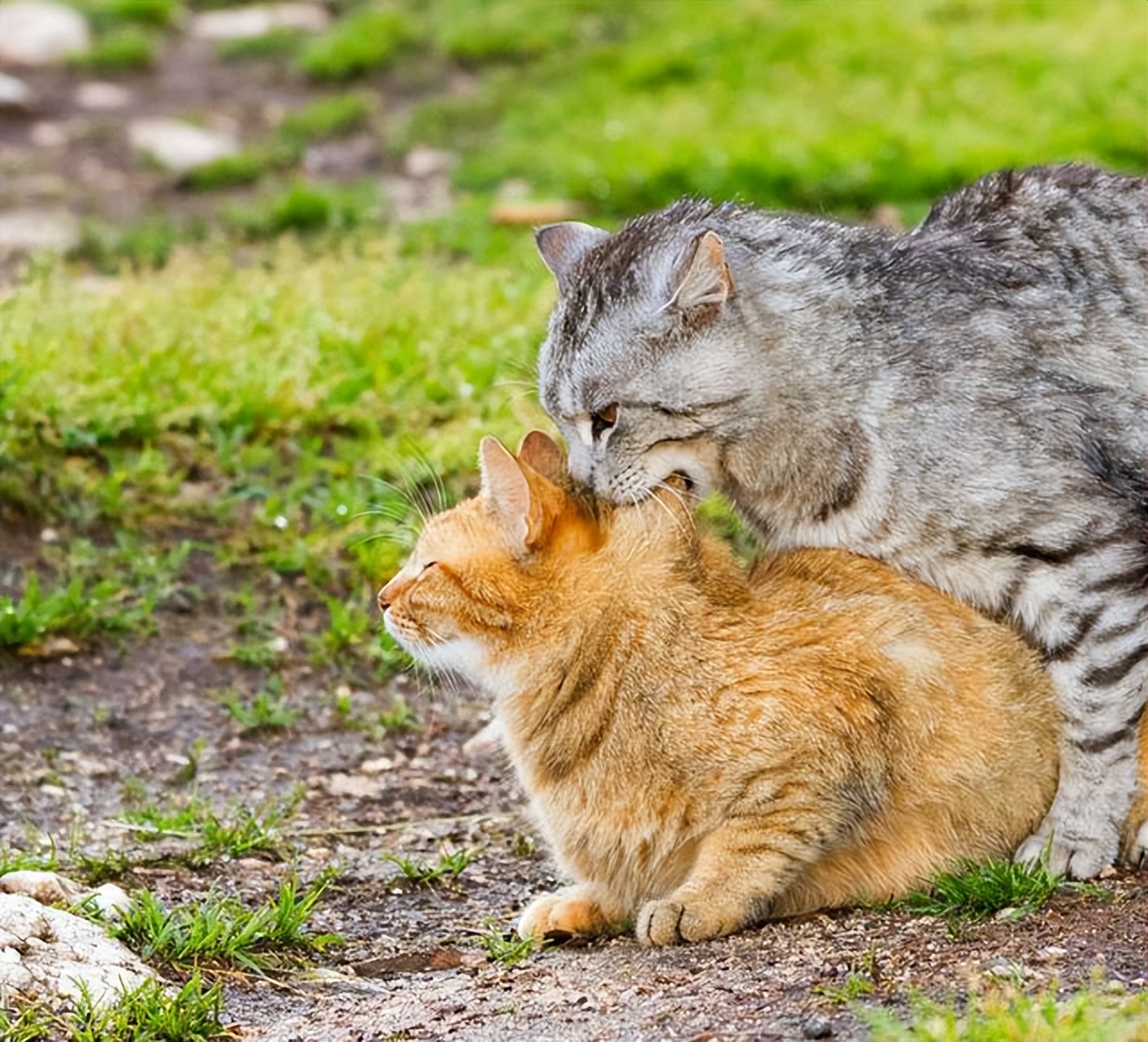 为什么母猫在交配结束后，会攻击公猫？