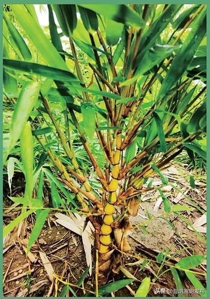 花博会云南,花博会来了