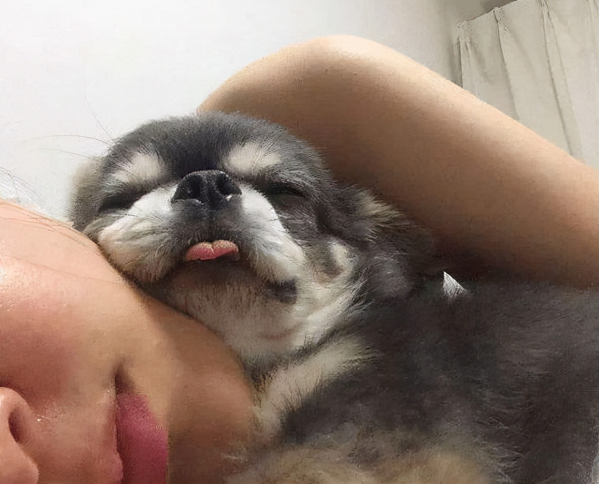 狗狗爱睡觉不容易训练怎么办,狗狗不停抓痒怎么办