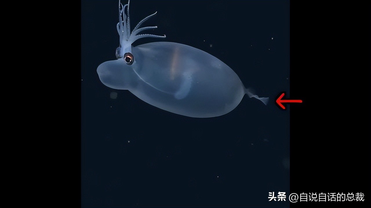 潜入深海寻找宝藏,潜入海底最深处你会发现什么