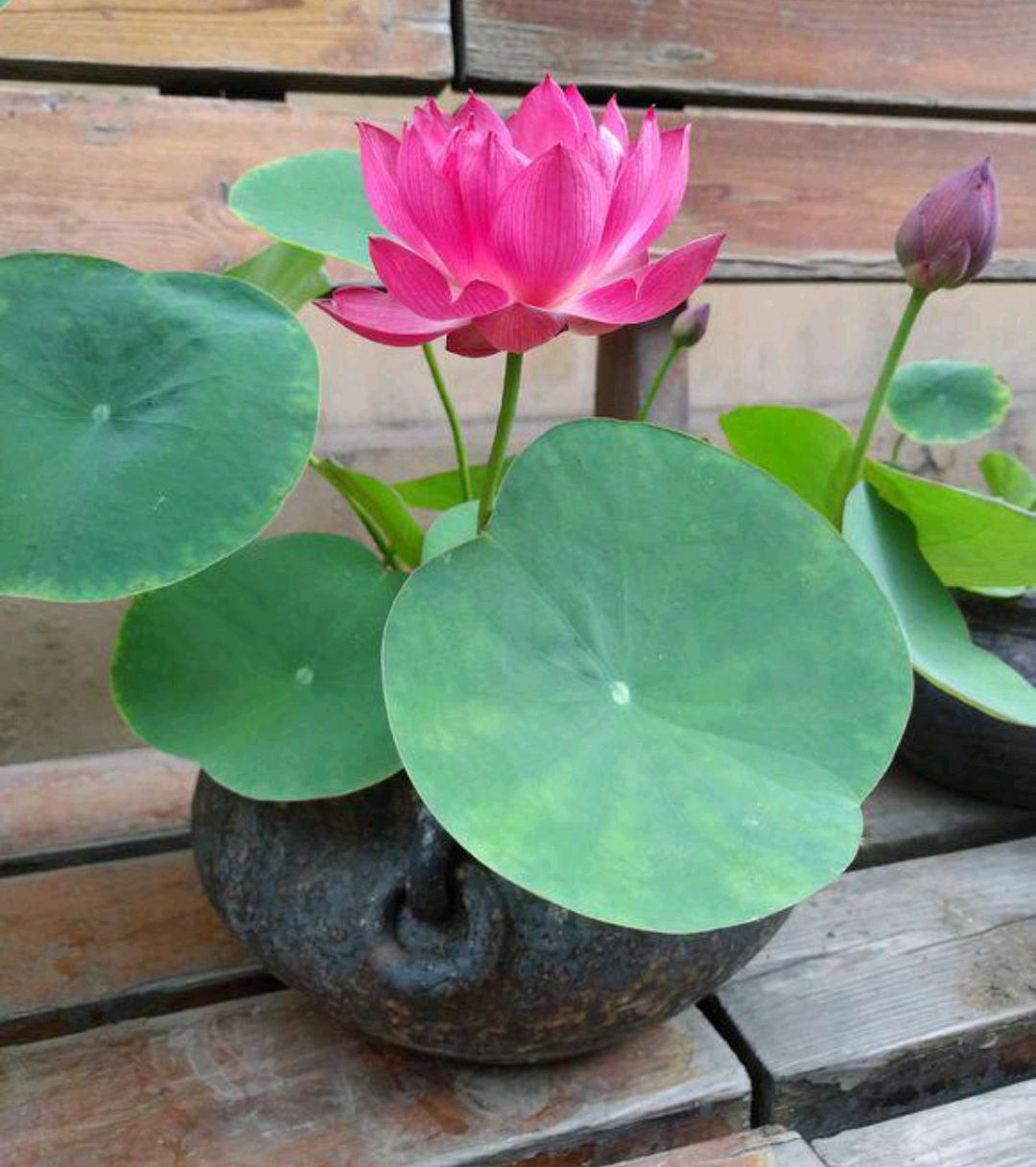 100个阳台养什么花好,100种阳台养的花草