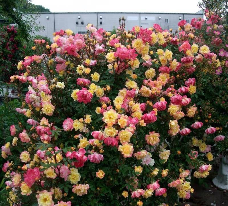 月季地栽，做“3个步骤”，植株旺盛、花朵又大又完美、春天盛开