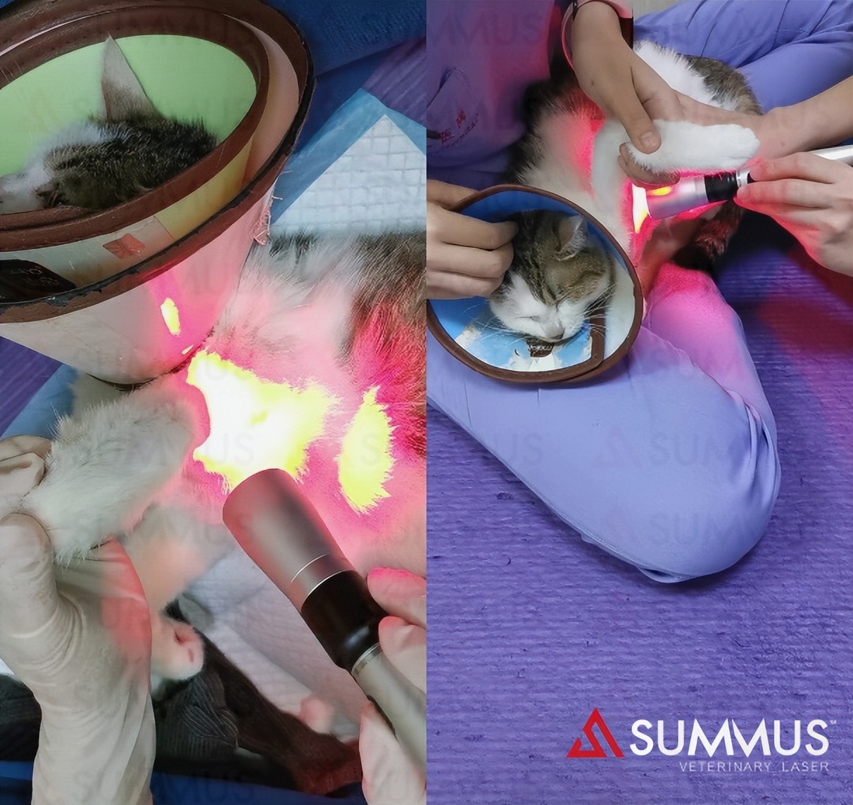 一例猫脓胸的病例分享,猫陈旧性创伤激光理疗