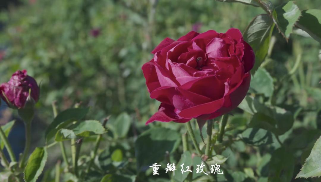 春天来了，“痴花”的您，来彩云之南做个“花吃”吧