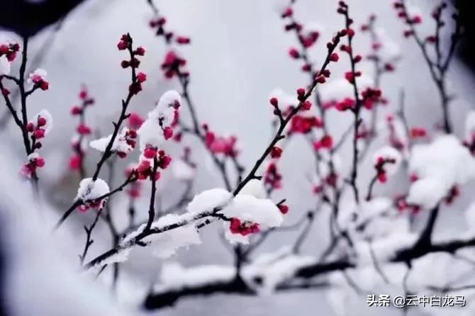 张甫升七律组诗,张甫升七律视频