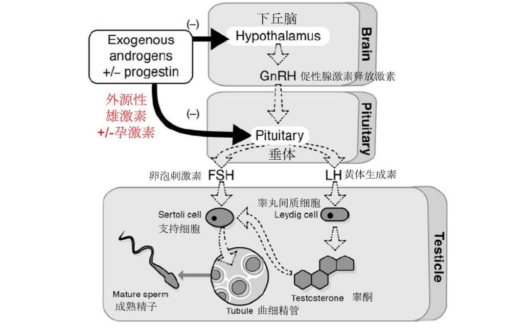 50岁男人需要补充雄激素吗,男人到中年需要补充雄激素吗