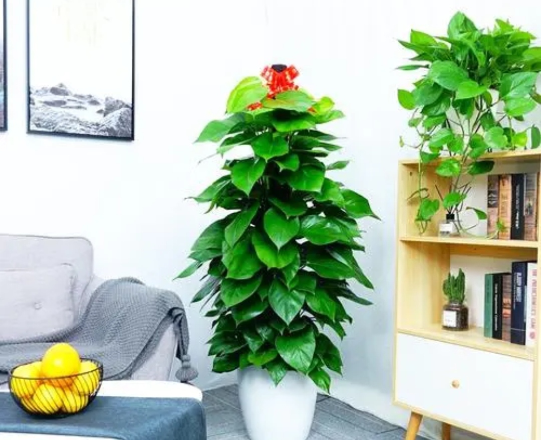 适合室内养的大叶子植物有哪些,四季常绿的室内植物好养