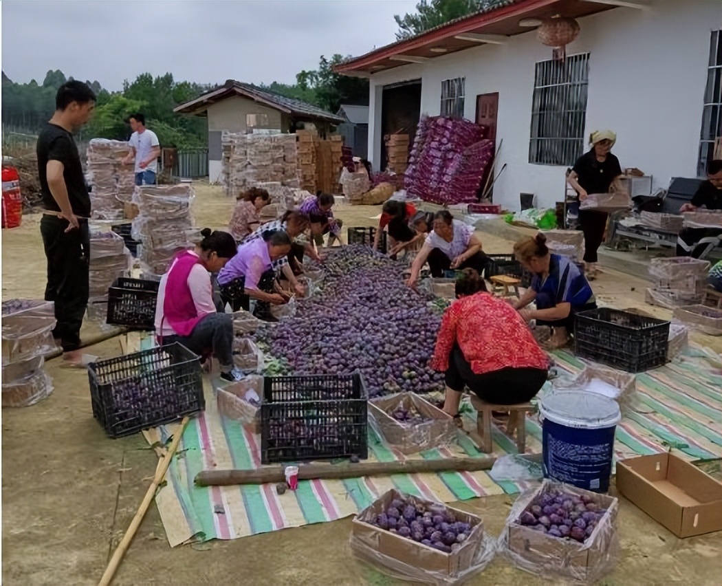 辛选集团创始人辛巴坚持走助农之路，助农增收“致富果”