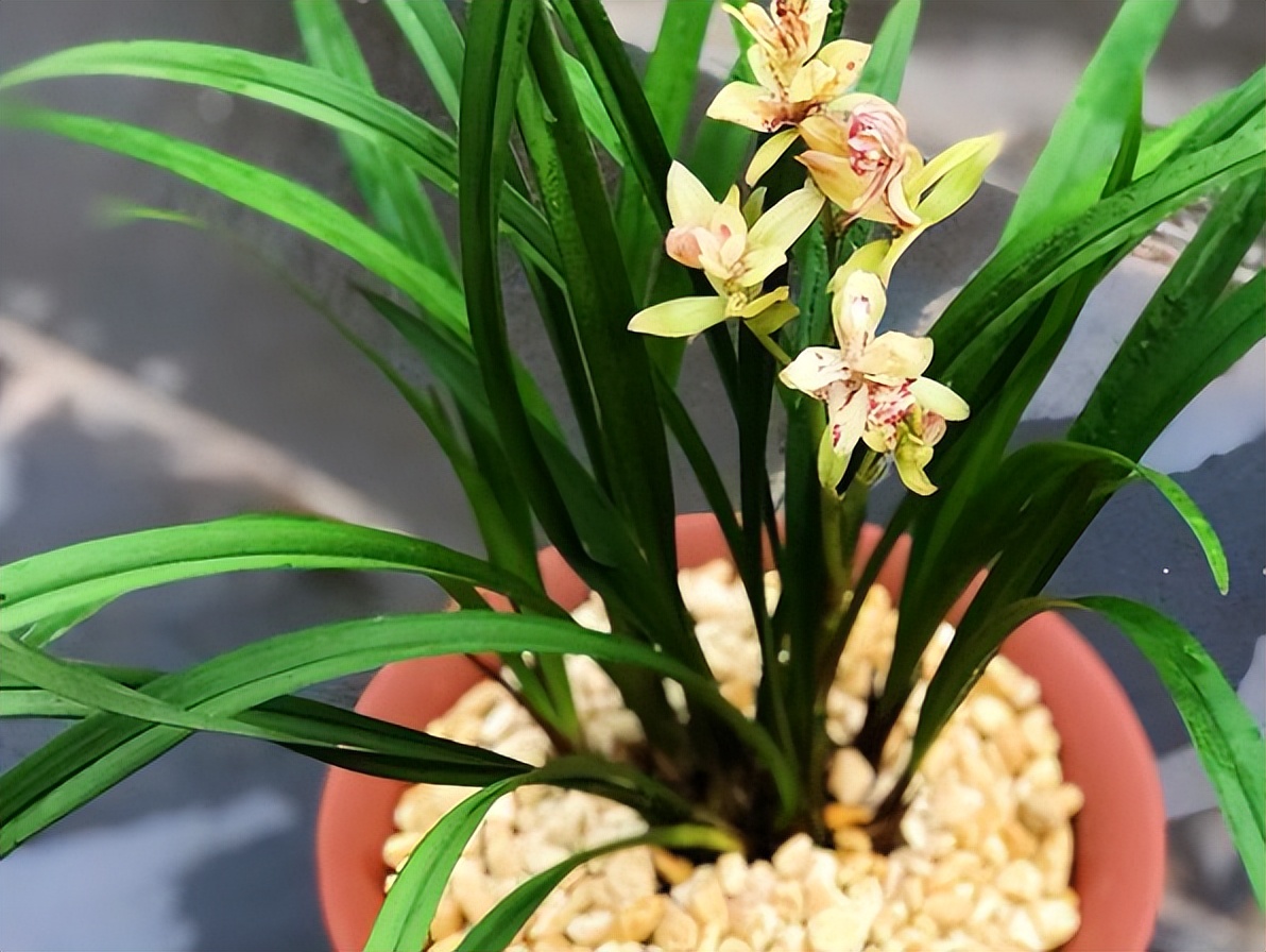 建兰奇花富贵花开,建兰什么品种花好看