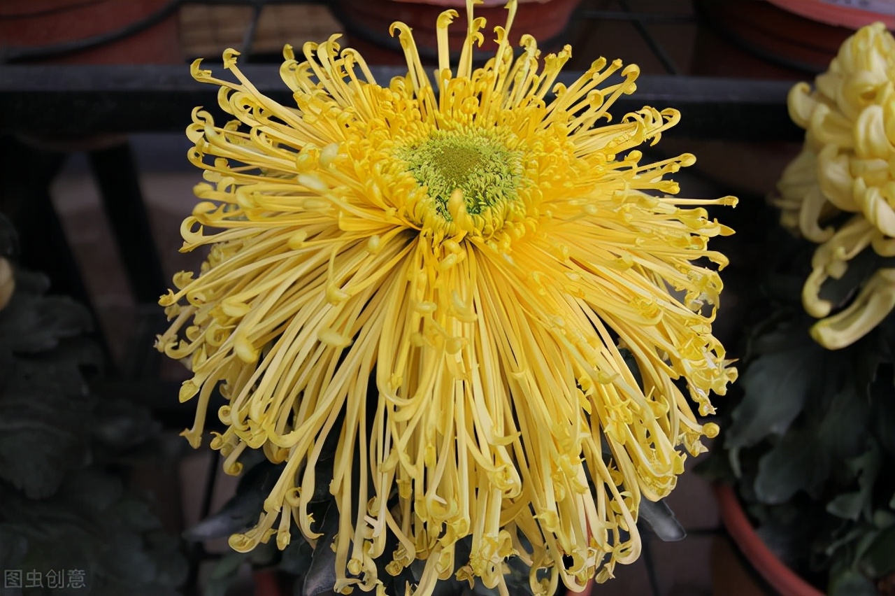 菊花残满地伤是什么意思,菊花残后怎么修剪