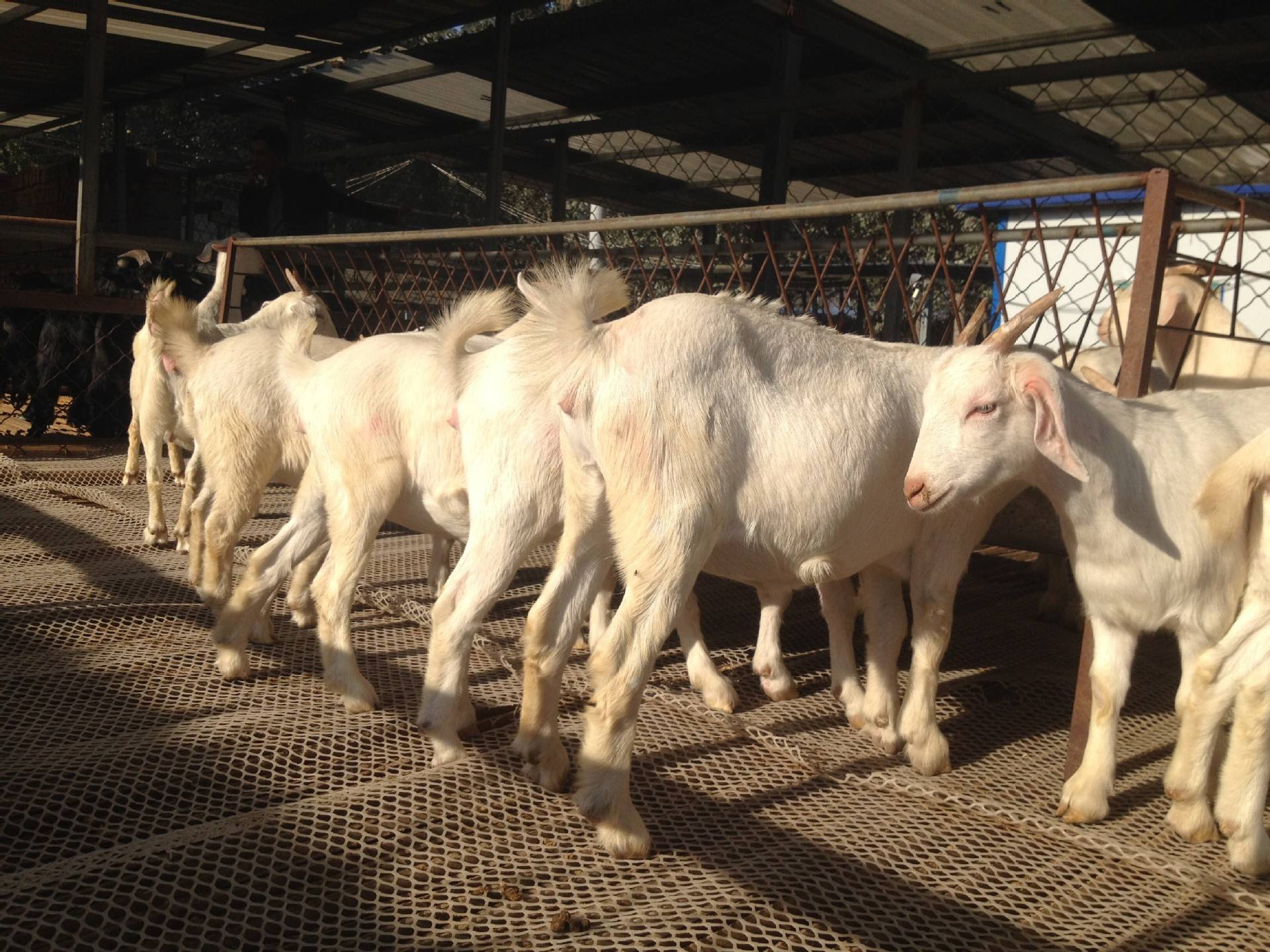 羊挑食的正确做法,羊不爱吃食怎么回事啊