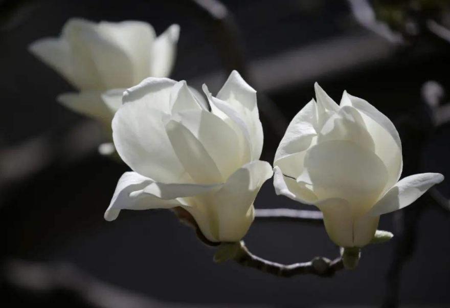 玉兰花古诗30首,玉兰花开古诗