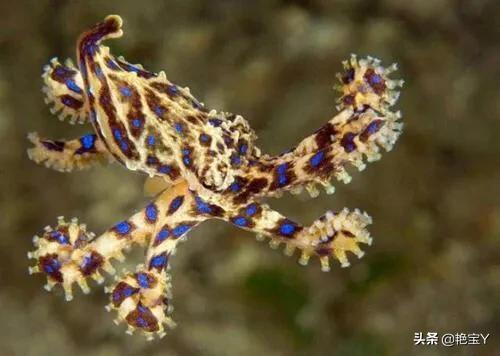 水蛭图像,15张活久见的动物图片